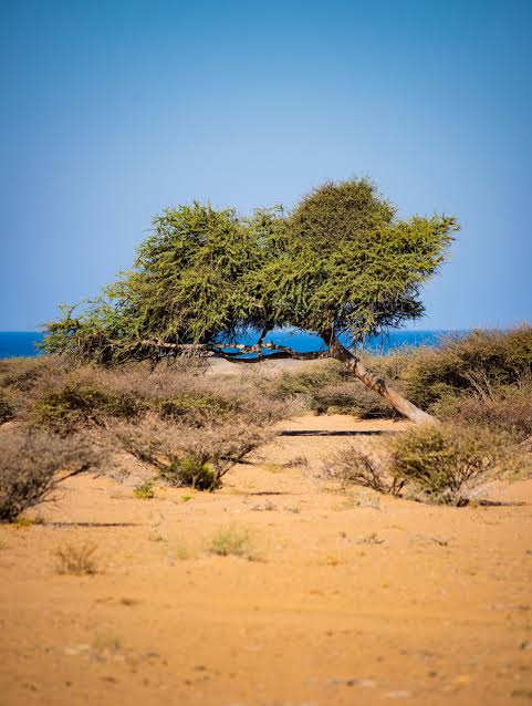 Sidr Tree madu alshafi our story madu yemen - Pokok Sidr (Ziziphus spina-christi) di Yemen — sumber madu sidr paling premium di dunia